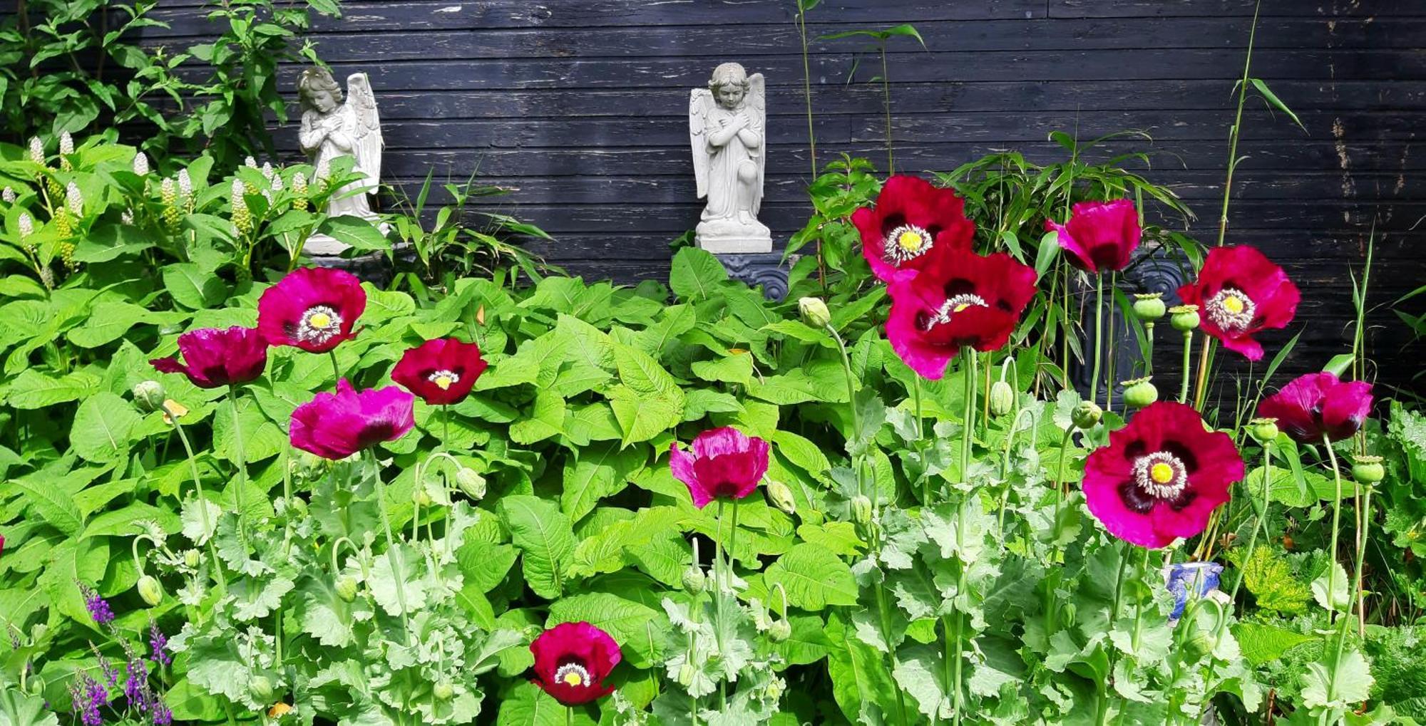 Tuinhuis Lutjewinkel Екстер'єр фото